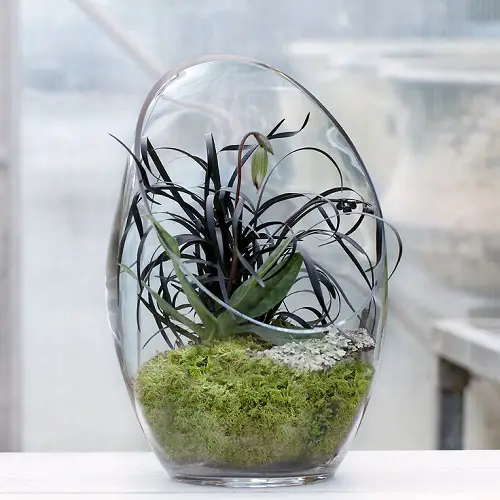 Small Terrarium Plants 5
