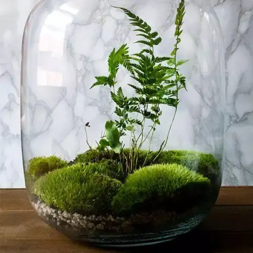  Best Terrariums Plants 
