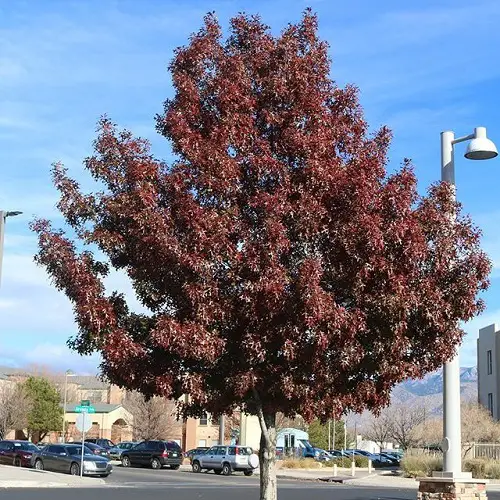 best Texas's Quickest-Growing Trees