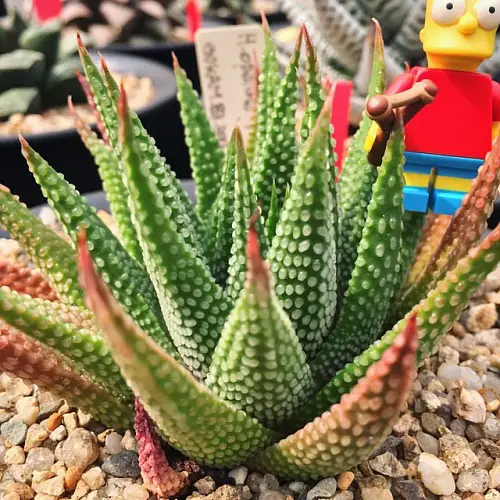 Most Expensive Succulents in the World