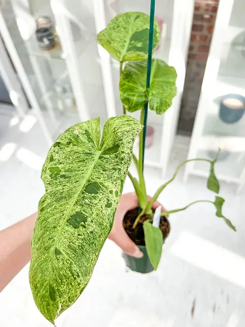  Colourful Philodendron Varieties