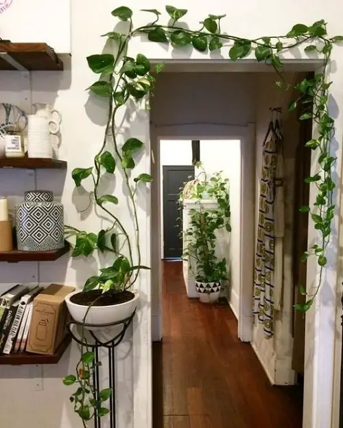 best Hanging Indoor Vines as a Garland Ideas