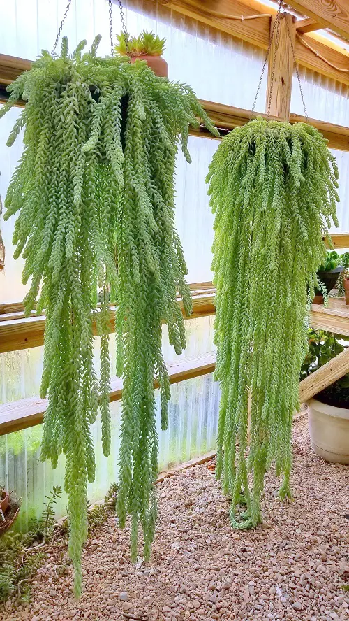Plants with Succulents and Long Stems 7