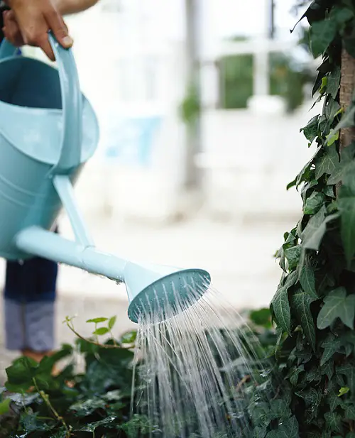 The Worst Time to Water plants