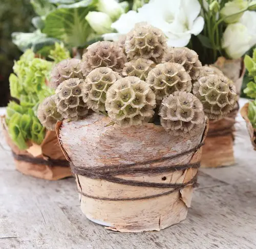Wrapped Coral Skeletons gift ideas