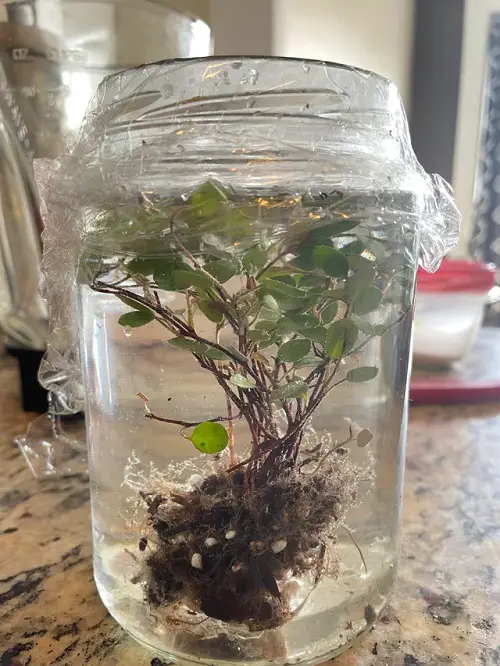 Small Terrarium Plants 15