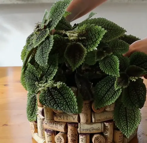 DIY Plant Hangers from Wine Cork Hanger