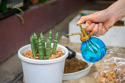 Watering Snake Plants According to the Location