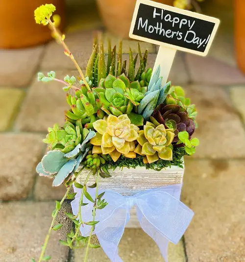 Succulent Bouquet in Wooden Box