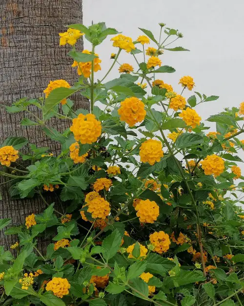 Amazing Common Yellow Weeds Flower