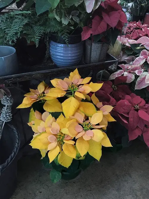  lovely Different Types of Poinsettia Color Pictures