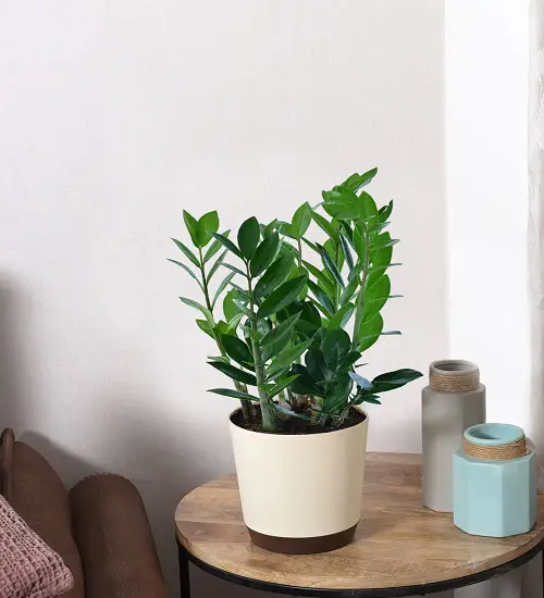 Indoor Cold-Tolerant Plants