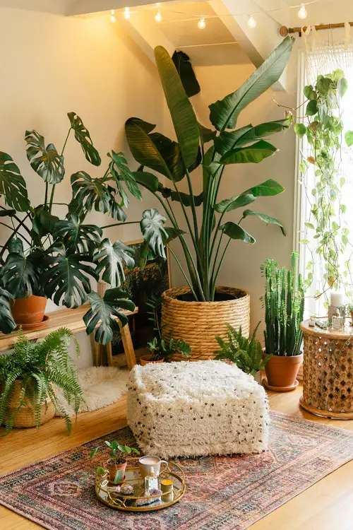 Tall Plants for Living Room Corner Ideas