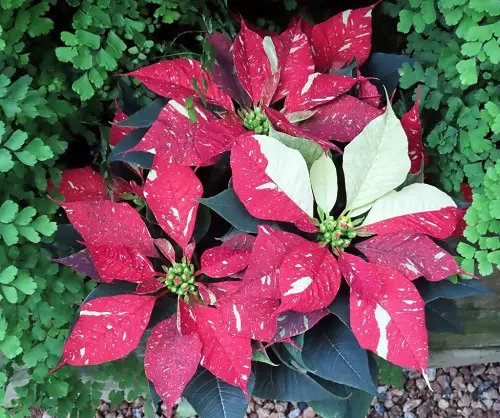 top Various Shades of Colour in Poinsettia Images