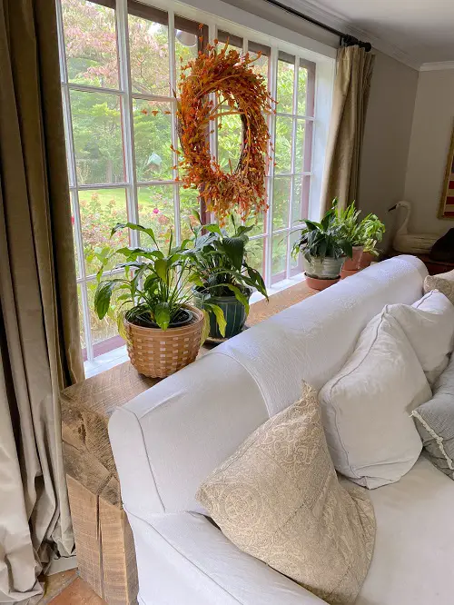 Best Plants Behind the Couch Ideas