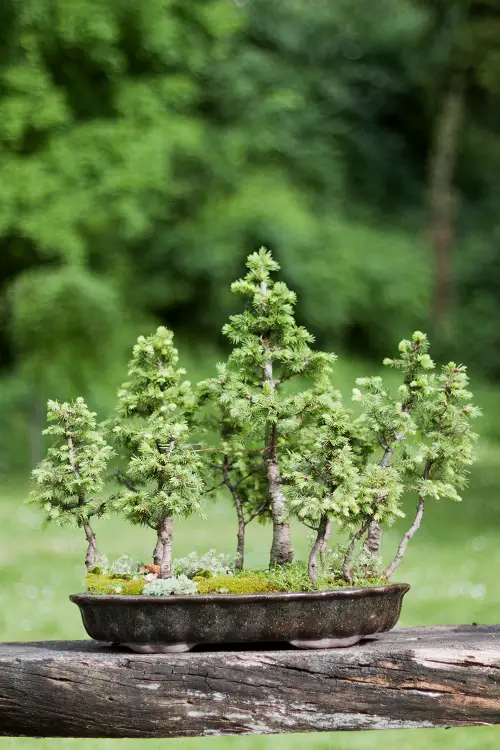 Best Norway Spruce Bonsai Pictures 1