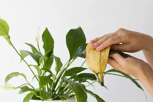 Banana Peel for Wiping Plant Leaves