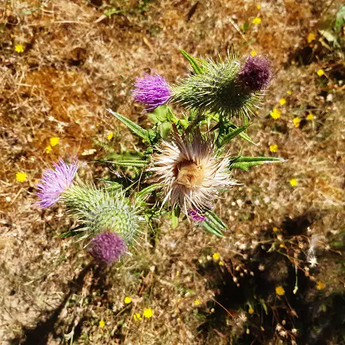 Non-Native Weeds with Thistle