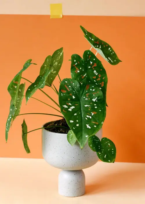 Polka Dot Print Houseplants