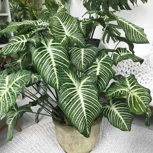 Most Beautiful Types of Big Leaf Caladium Varieties