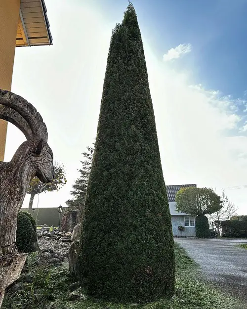 Different Types of Arborvitae Varieties 1