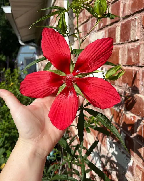 How to Grow Texas Star Hibiscus