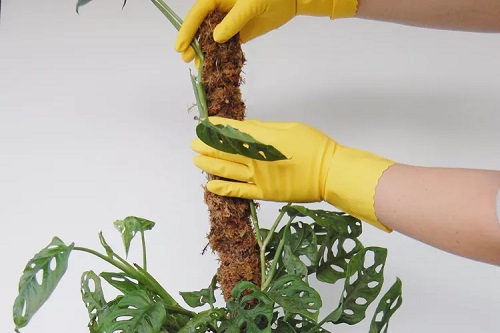 Indoor Plant Stake Ideas