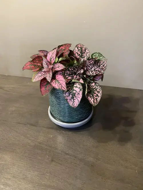 best Cute Small Indoor Plants