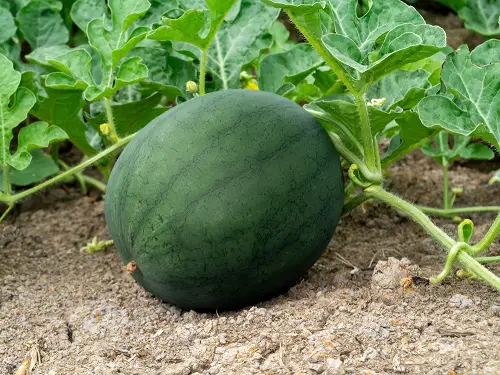Different Types of Watermelons 1