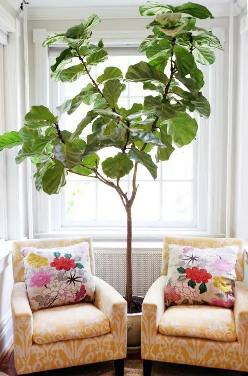 Ways to Decorate with Indoor Plants 