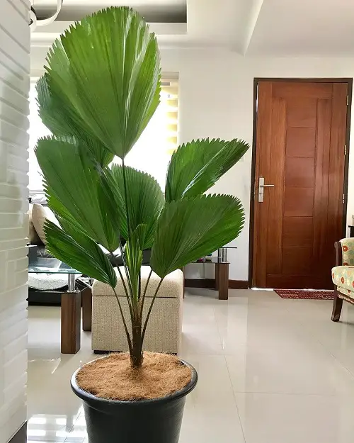 best Indoor Plants with a Banana Tree Aesthetic