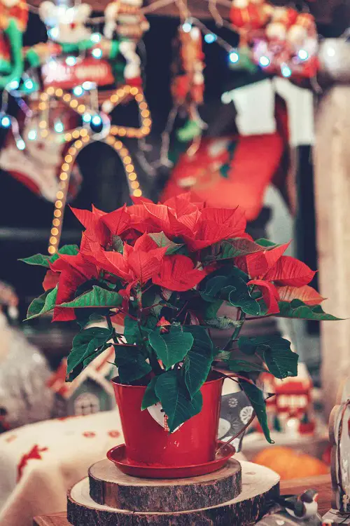 Red Poinsettia with Orange Hue