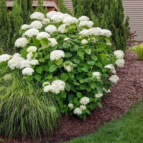 top best Annabelle Flowers Pictures