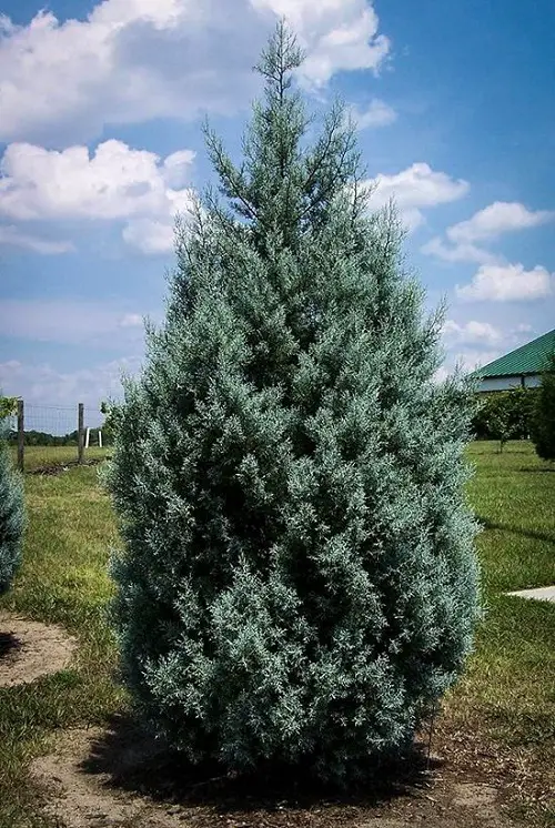 Best Christmas Plants to Plant Outside
