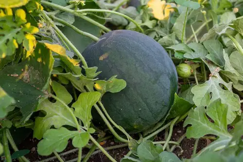 Types of Watermelons You Can Grow