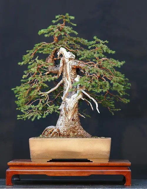 A Thick Barked Norway Spruce Pictures 10