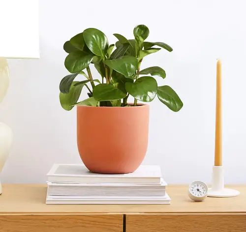 lovely Low-Light Houseplants