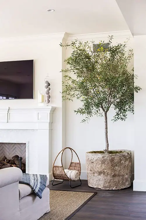 lovely Tall Plants for Living Room Corner Ideas