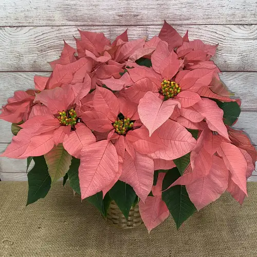 Soft Peach Poinsettia with Yellow Stamens