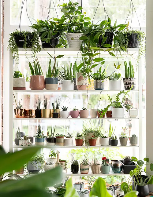 Make a Lush Indoor Garden at Home Don't Miss the Window Shelves!