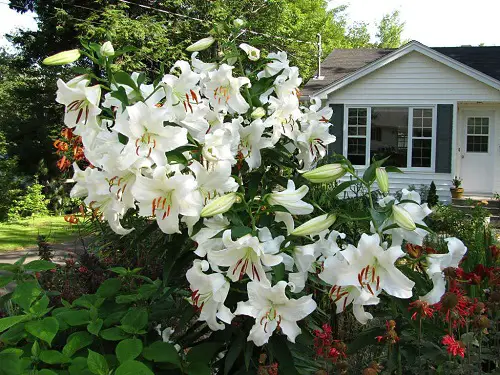 Flowers that Bloom at Night in garden