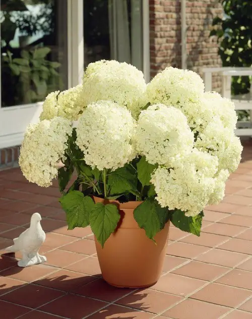 Beautiful Photos of Annabelle Flowers