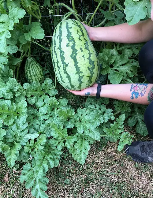 Different Watermelon Varieties That You Can Plant