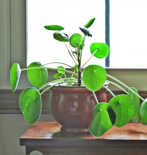 best Plants that Attract Money and Bring Fortune to Home
