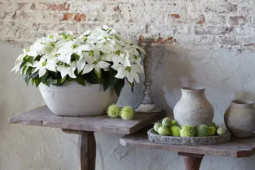 Various Colour Photos of Poinsettia Types