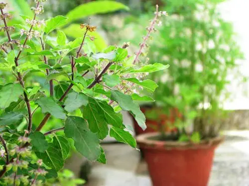 Plants Bring Fortune to Home
