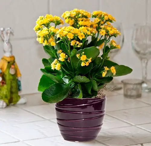 Best Winter Houseplants indoor