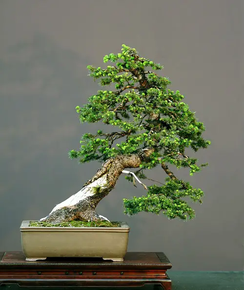 A Tilted Norway Spruce