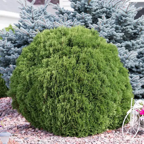 Different Types of Arborvitae Varieties 11