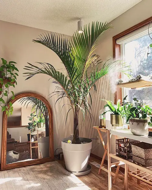 Tall Plants for Living Room Corner 